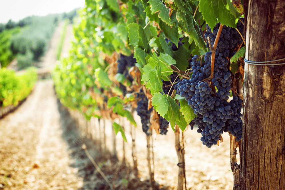 tuscany vineyard tour