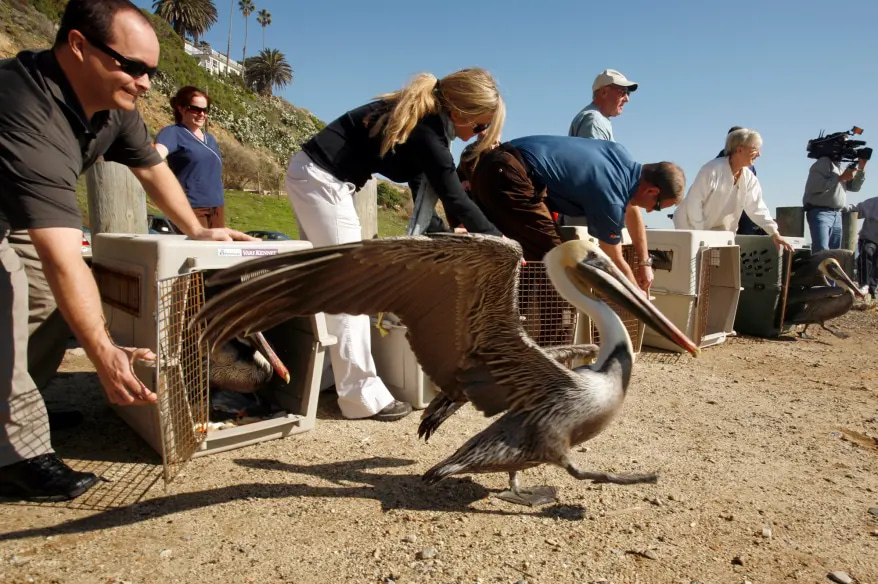 pelicans released into wild